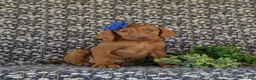 Vizsla dogs for sale: Amber - Ad 3