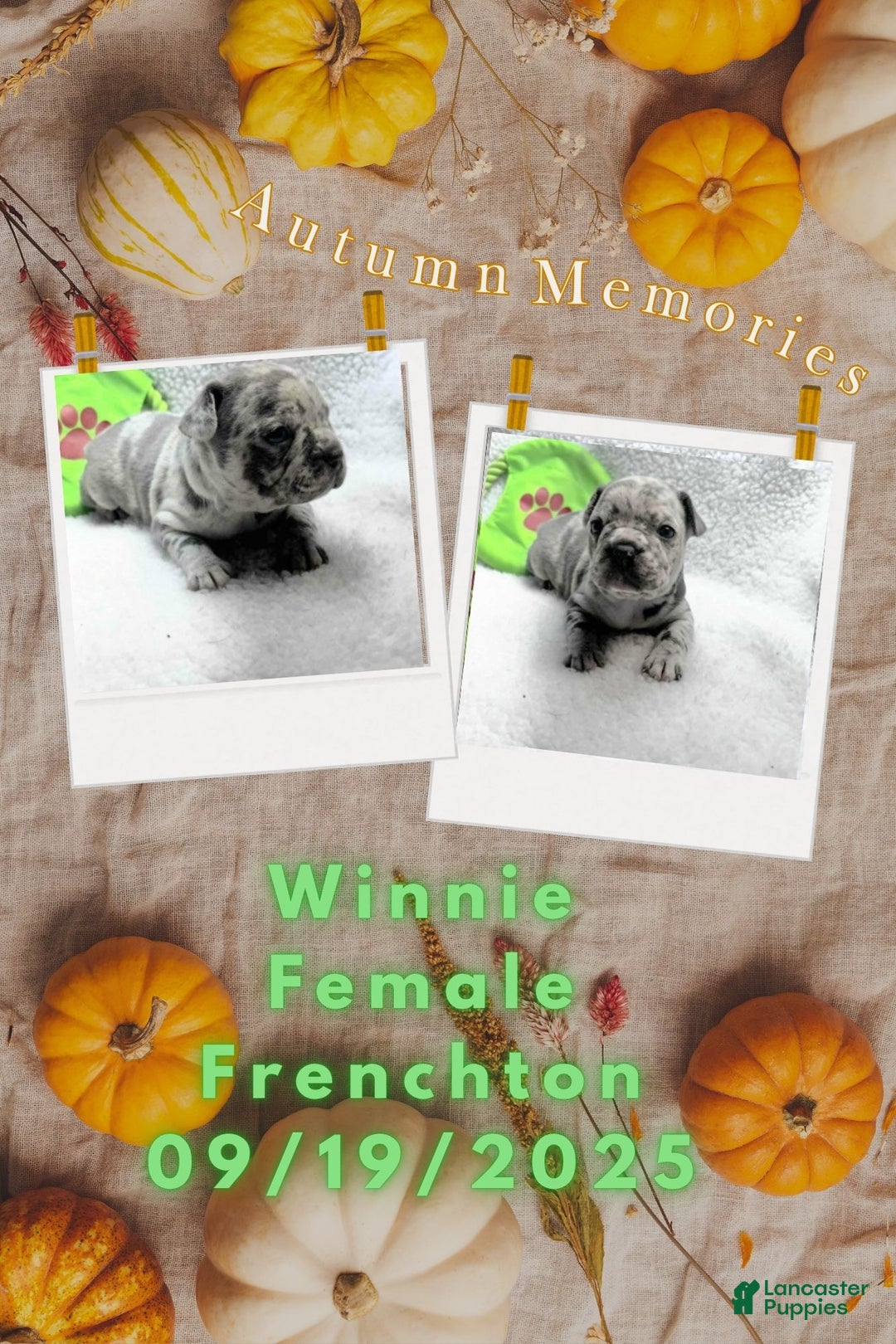 Frenchton dogs for sale: Winnie - Ad 1