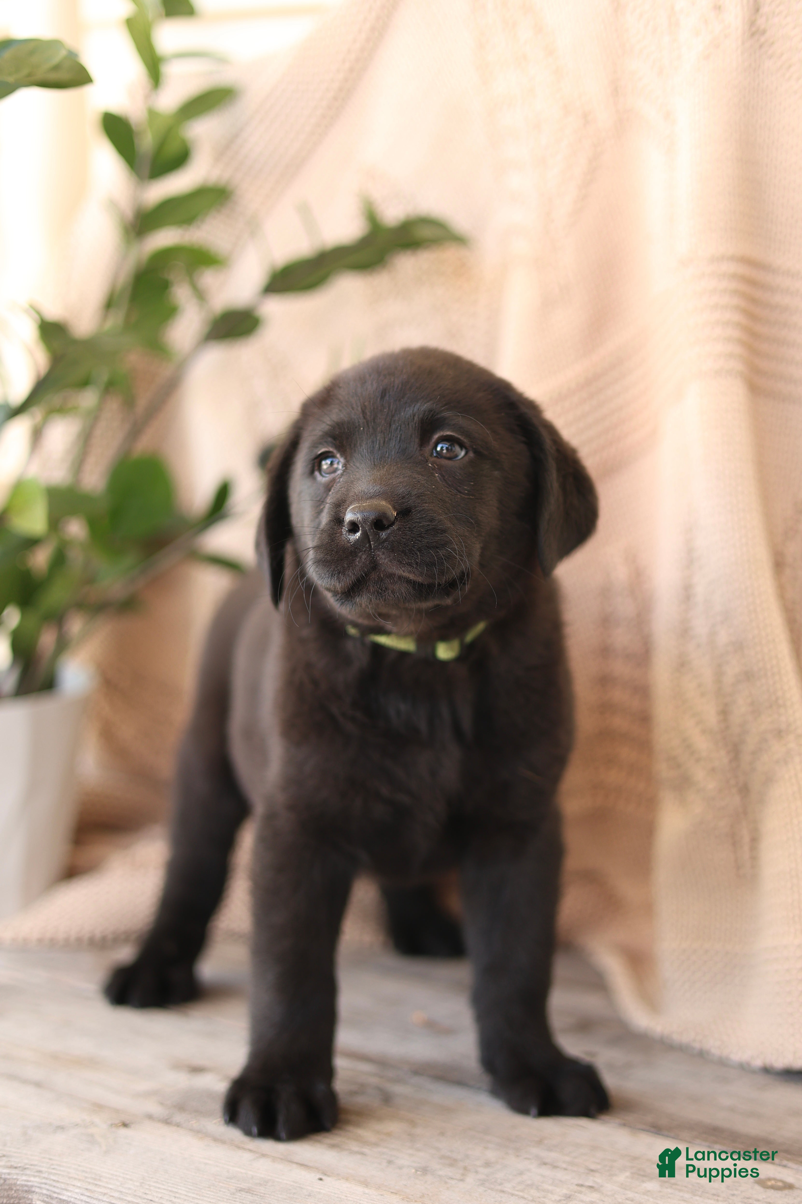 Labrador Retriever dogs Freddy - Ad 2