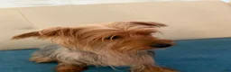 Yorkshire Terrier dogs for sale: Yorkshire Terrier 4 - Ad 2