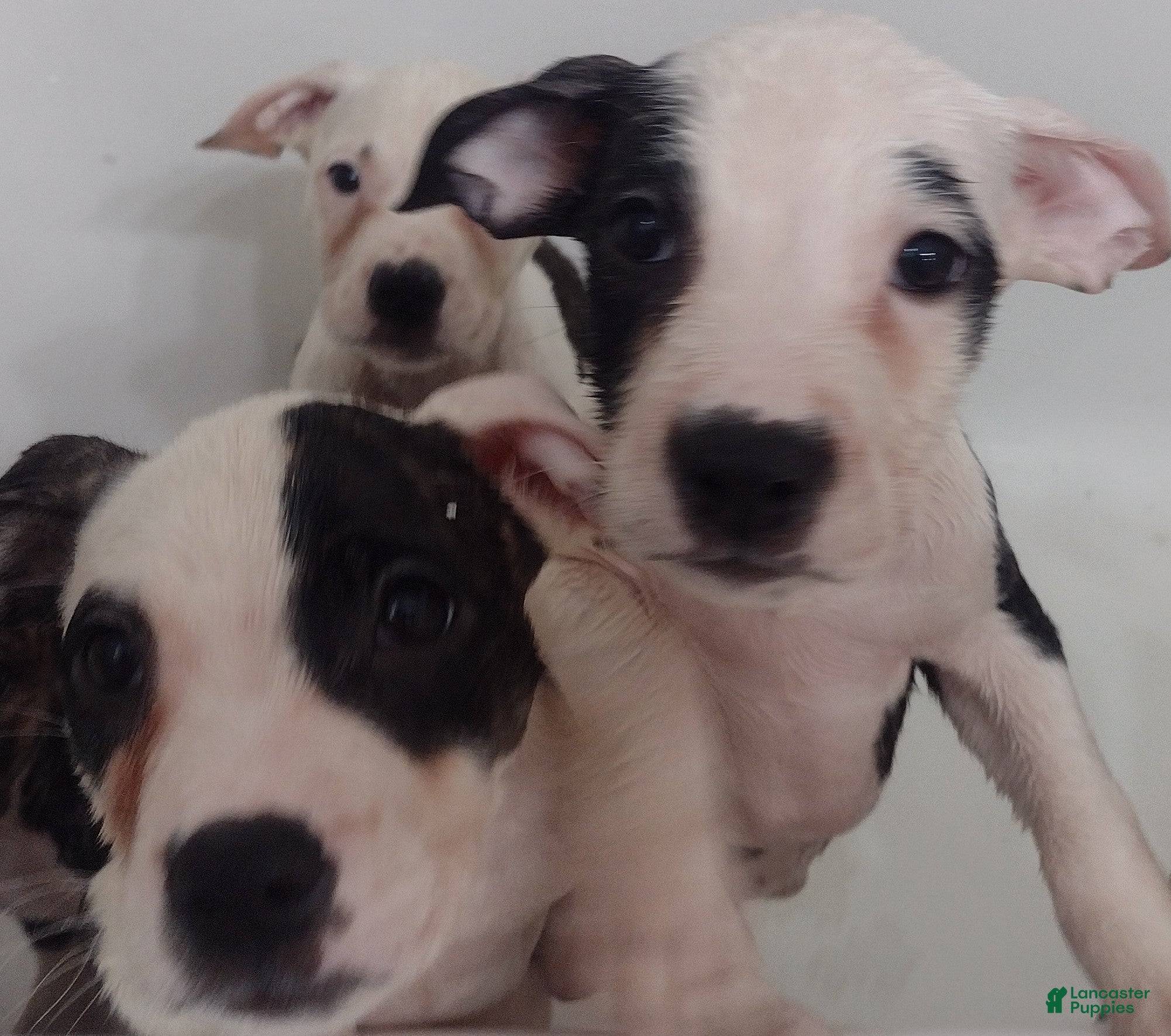 Mixed Breed dogs Lola - Ad 7