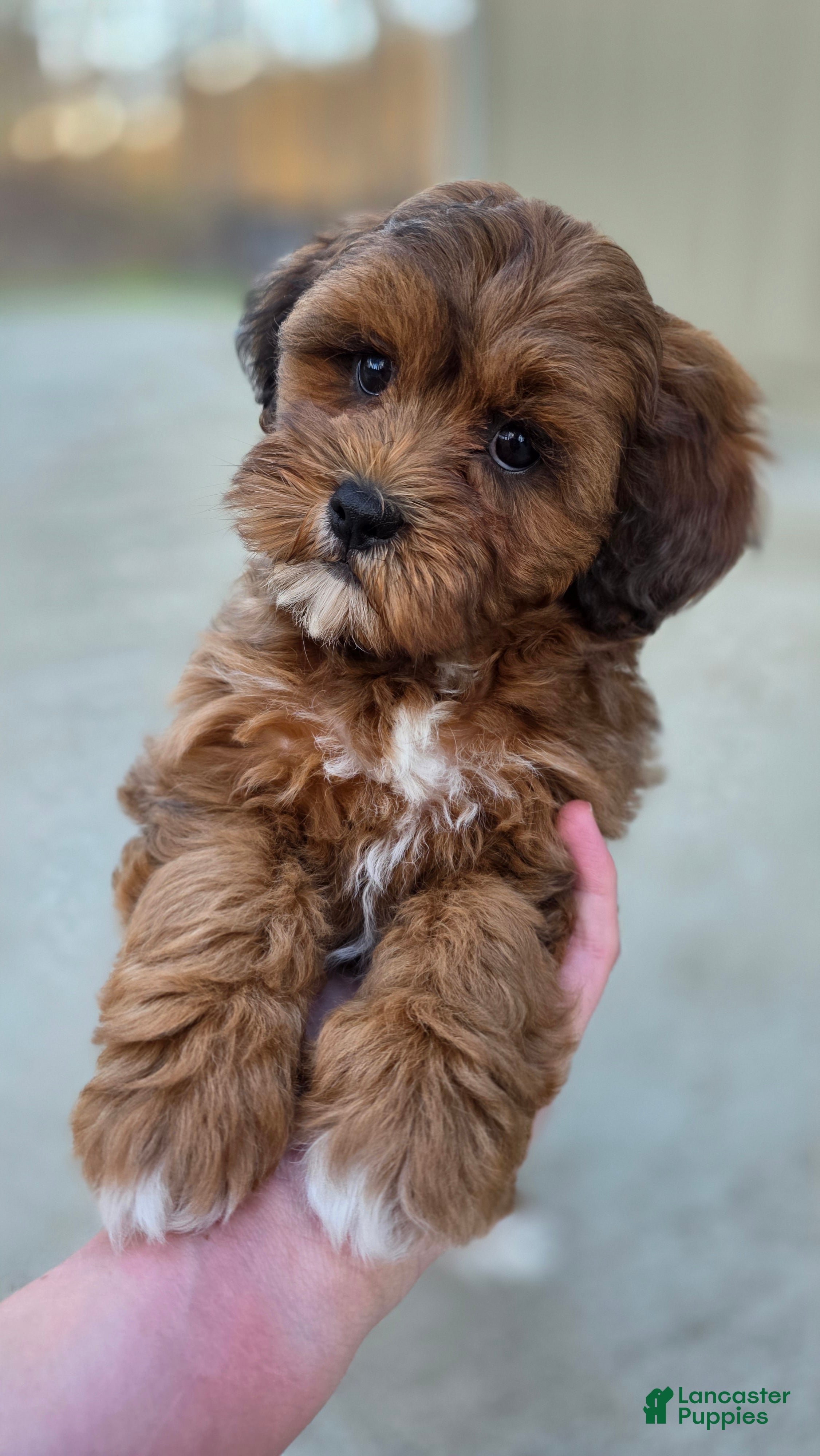 Shihpoo dogs Carli - Ad 1