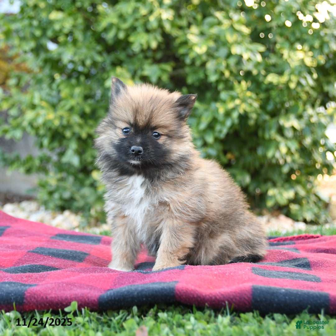 Pomeranian dogs for sale: Penelope - Ad 2