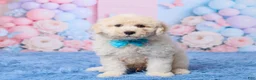Aussiedoodle dogs for sale: Ace - Ad 1