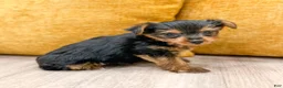 Yorkshire Terrier dogs for sale: Penny - Ad 6