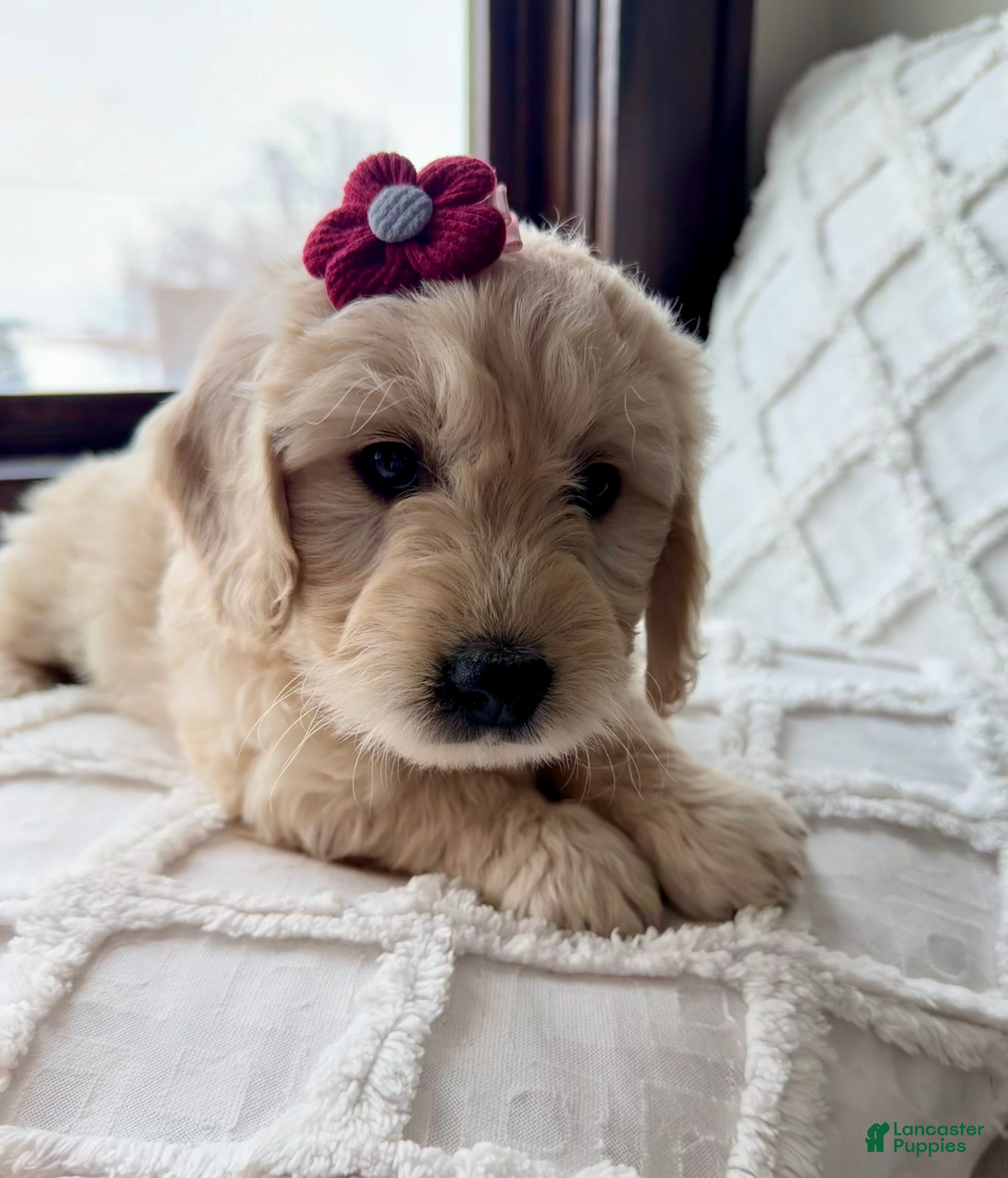 Mini Goldendoodle dogs Holly - Ad 1