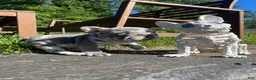 French Bulldog dogs for sale: Harvey Dent - Ad 8