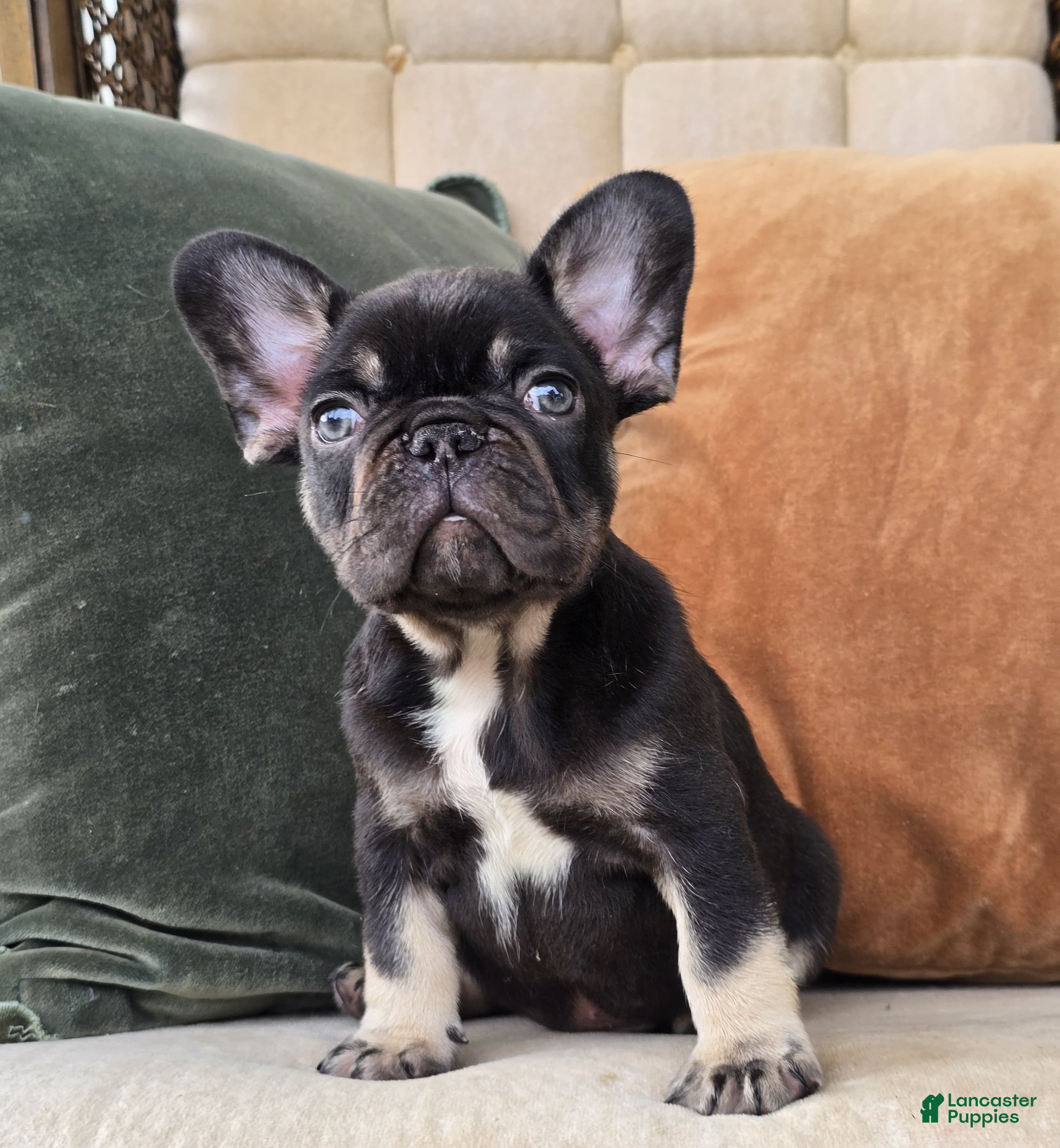 French Bulldog dogs Oscar - Ad 1