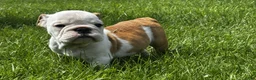 English Bulldog dogs for sale: Brownie - Ad 1