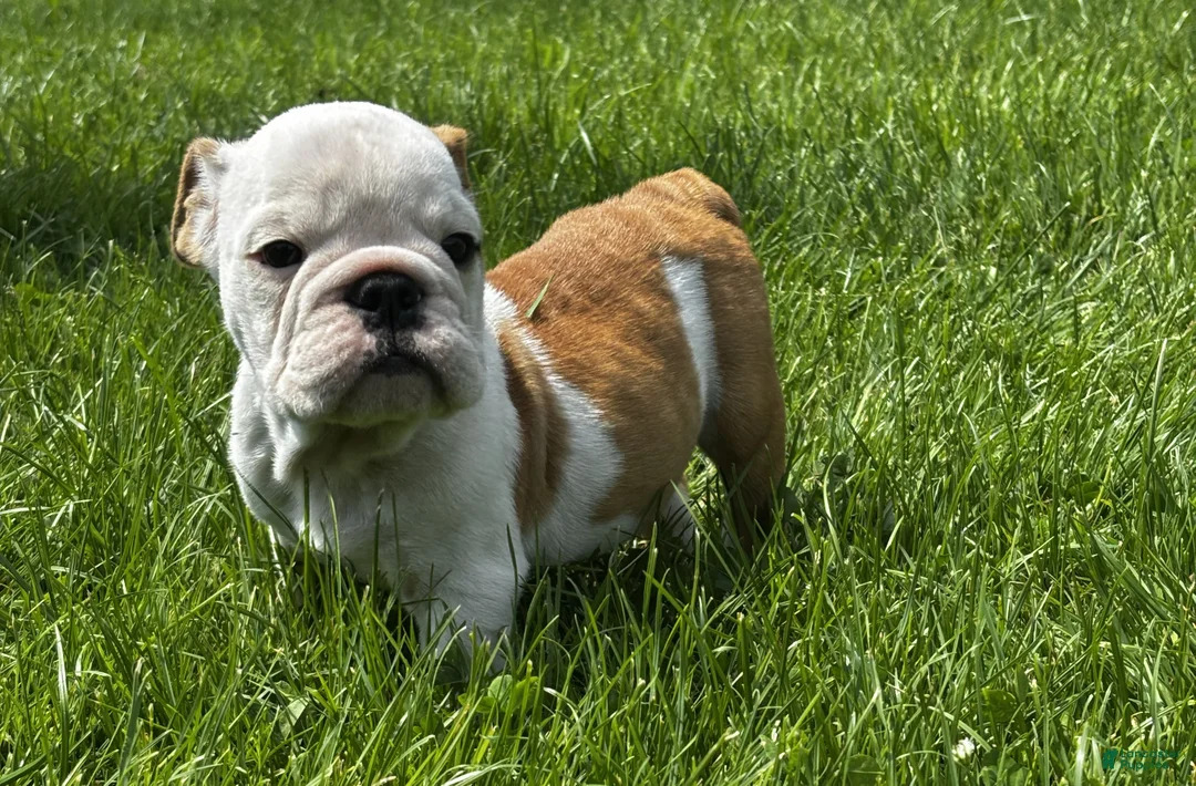 English Bulldog dogs for sale: Brownie - Ad 1