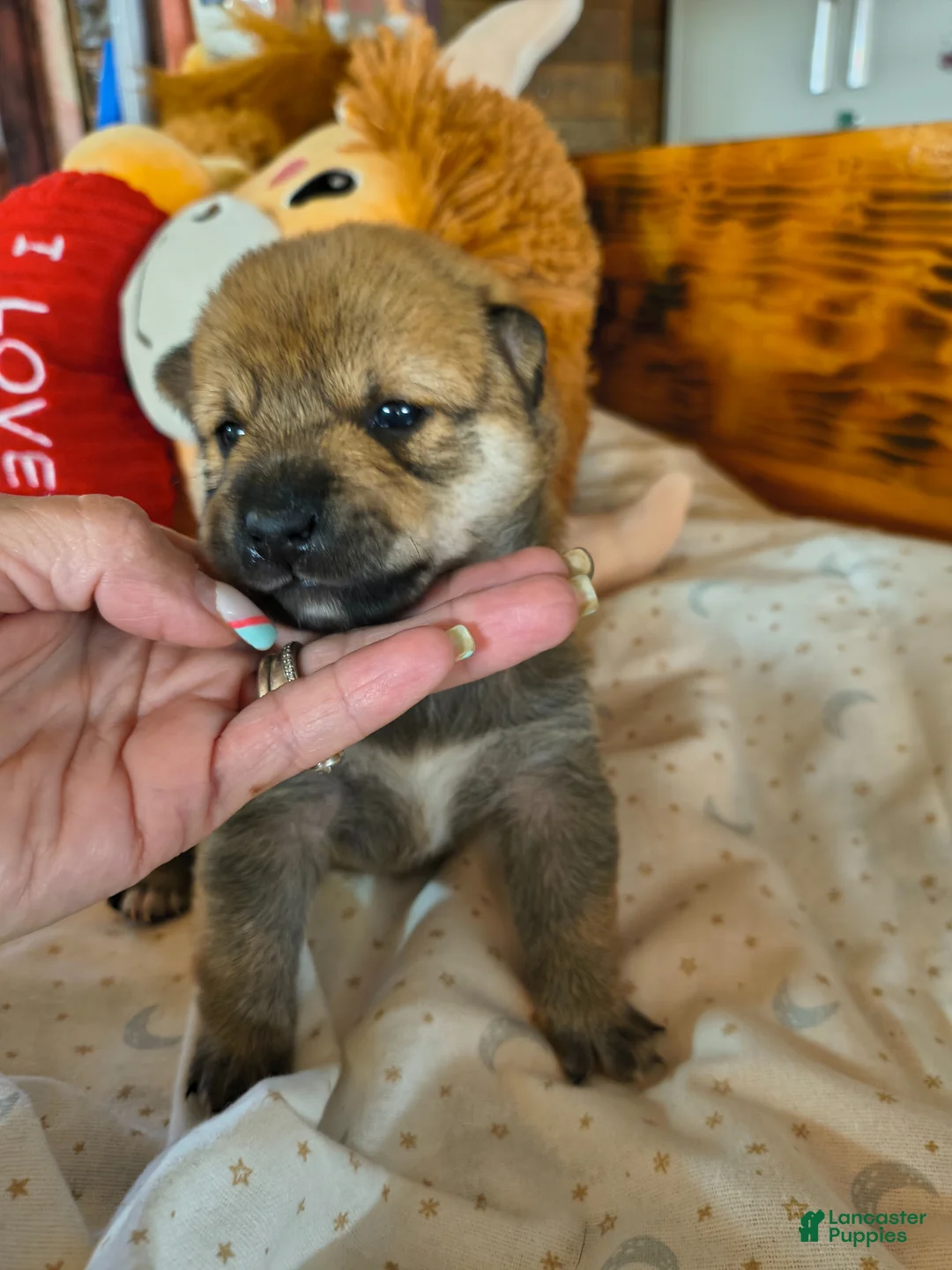 Shiba Inu dogs for sale: Shiba Inu Puppy 3 - Ad 4