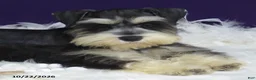 Miniature Schnauzer dogs for sale: Sparkles - Ad 4