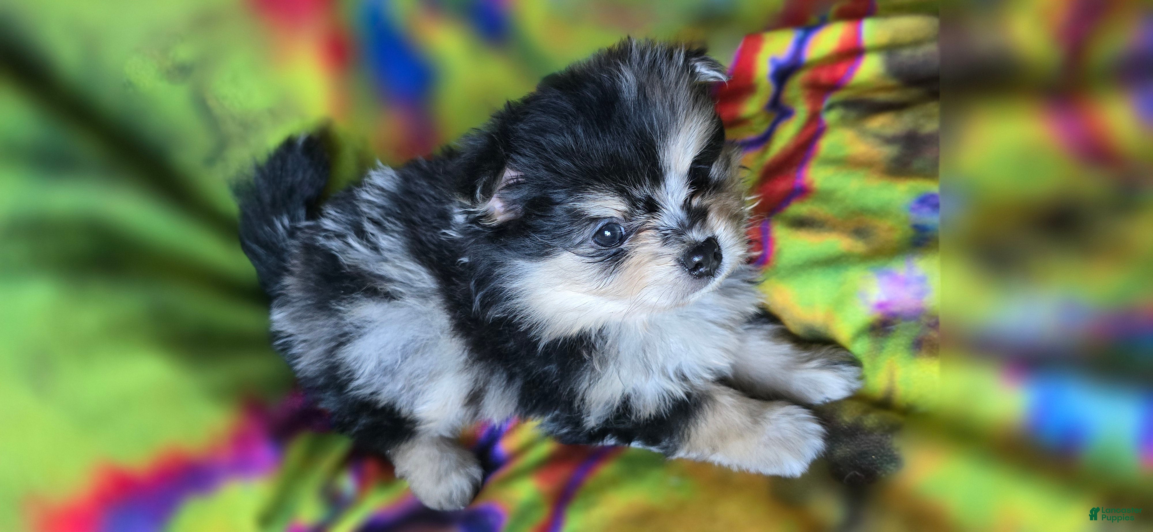 Pomeranian dogs Malikai - Ad 2