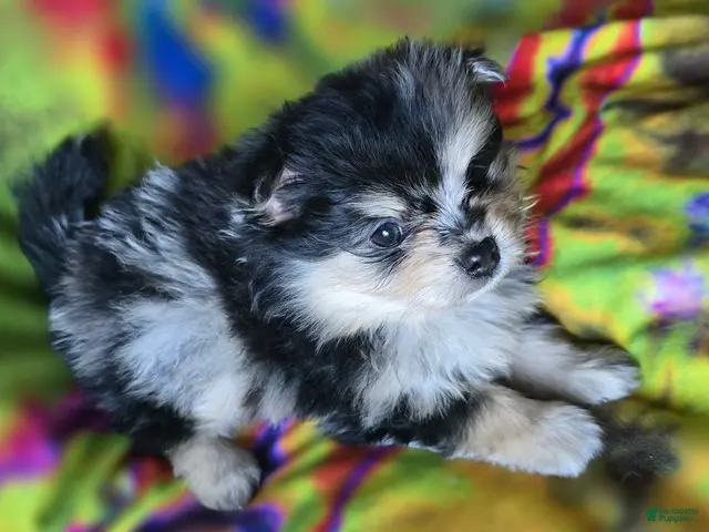 Pomeranian dogs for sale: Malikai - Ad 2