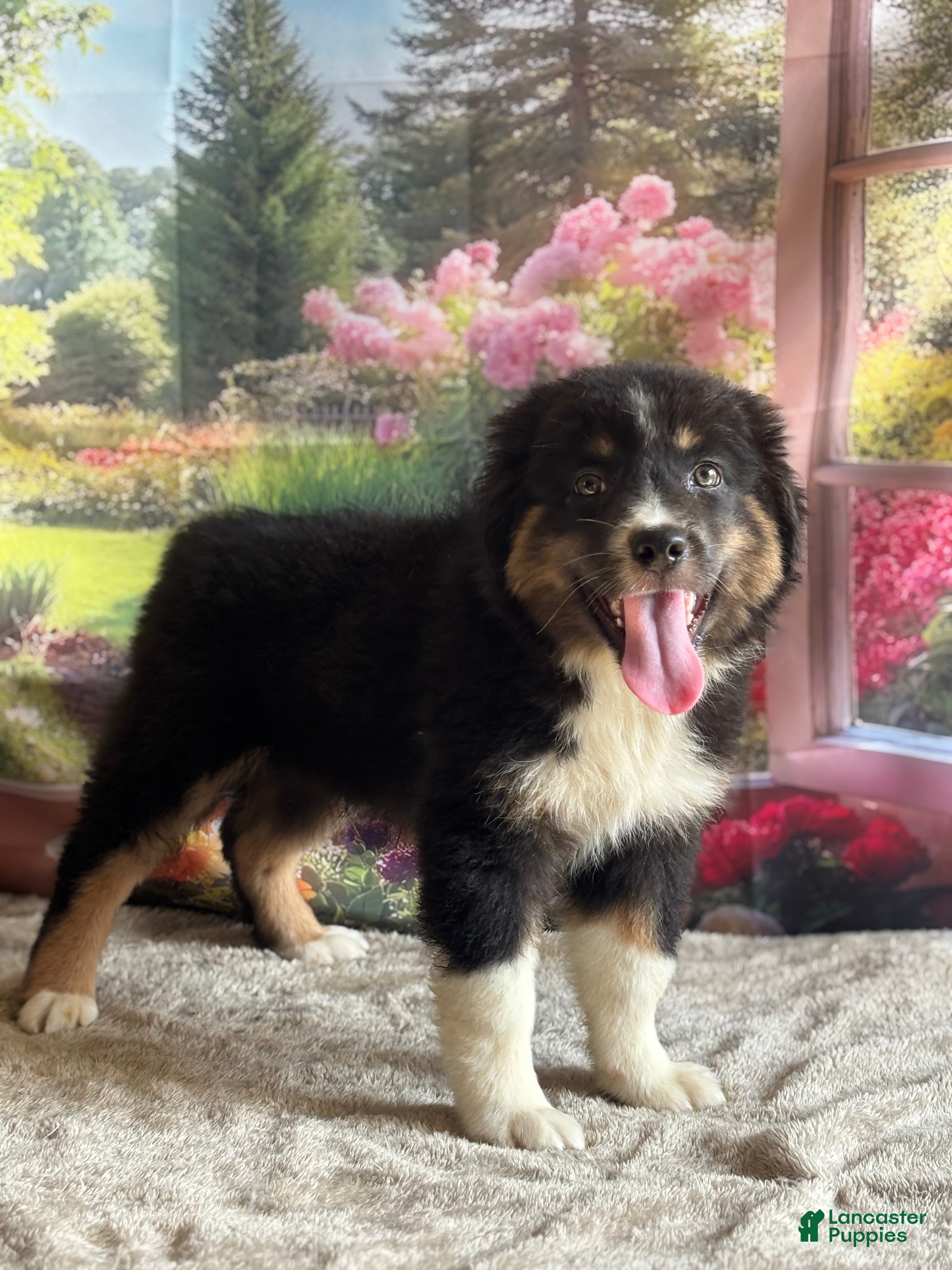 Australian Shepherd dogs Chip - Ad 23