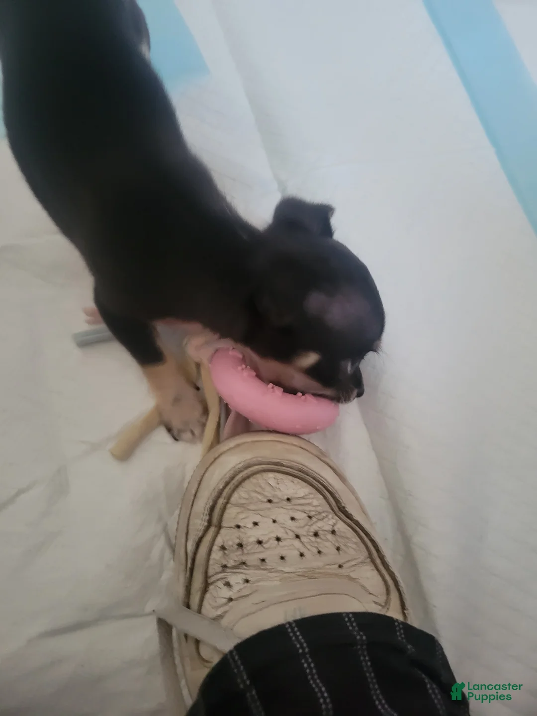 Chihuahua dogs for sale: Spot - Ad 2