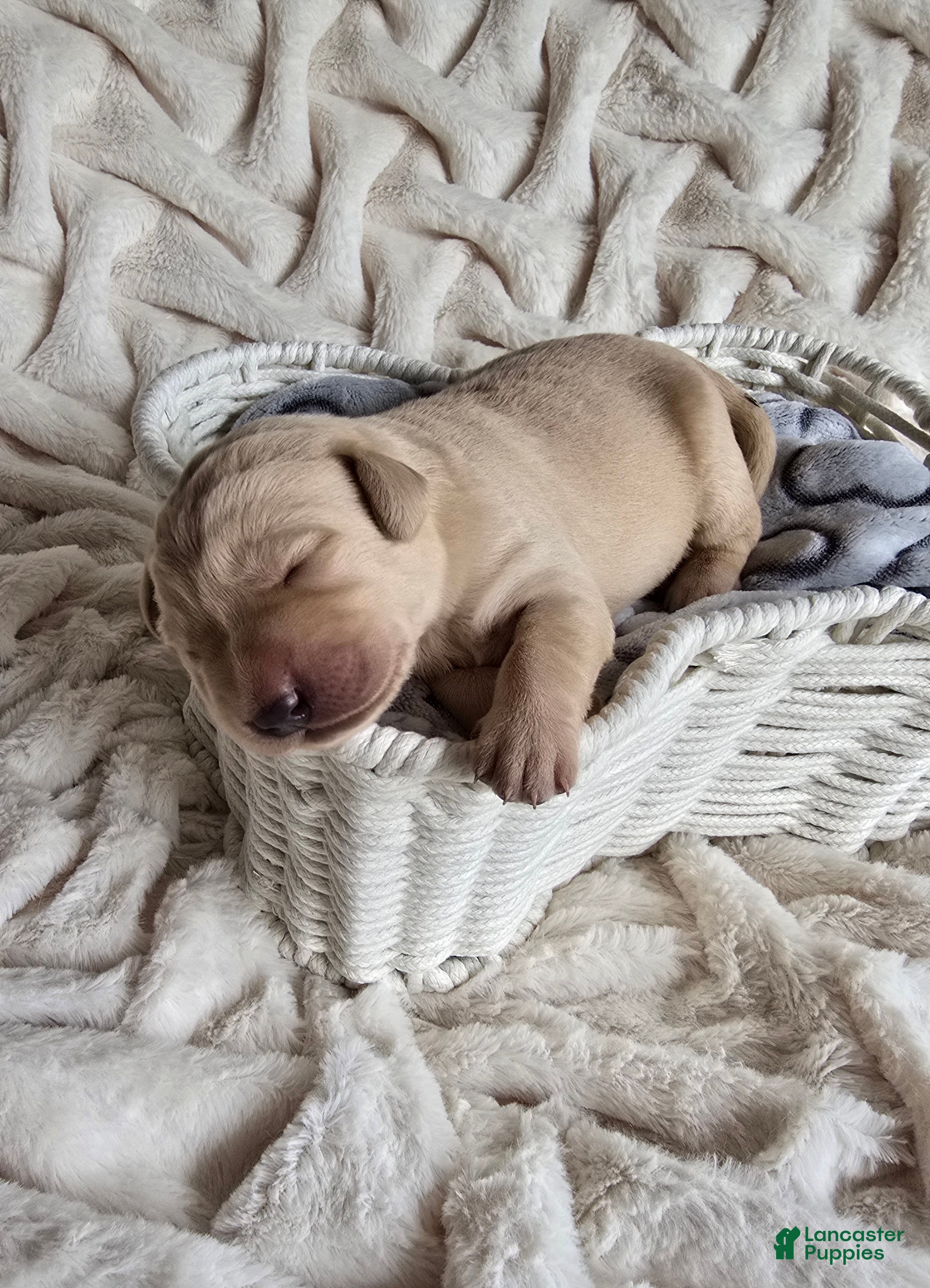 Labrador Retriever dogs Labrador Retriever Puppy 1 - Ad 41