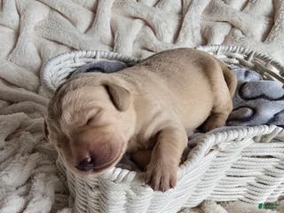 Labrador Retriever dogs Labrador Retriever Puppy 1 - Ad 29