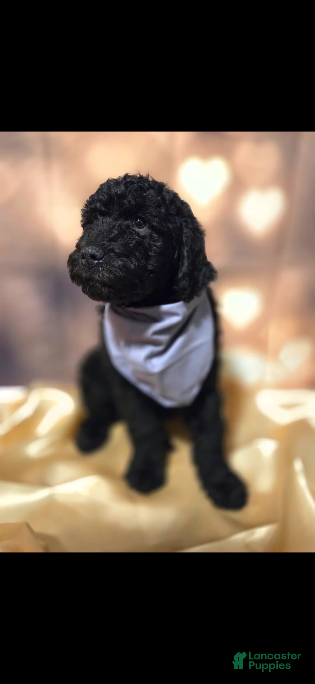 Mixed Breed dogs for sale: Doodle Puppy 5 - Ad 1