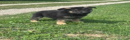 German Shepherd dogs for sale: Ace - Ad 3