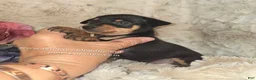 Miniature Pinscher dogs for sale:  Matt black and rust  - Ad 3
