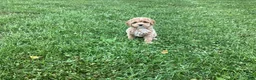 Mini Goldendoodle dogs for sale: Nova - Ad 4