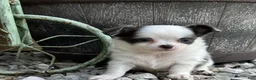 Chihuahua dogs for sale: Chihuahua 2 - Ad 2