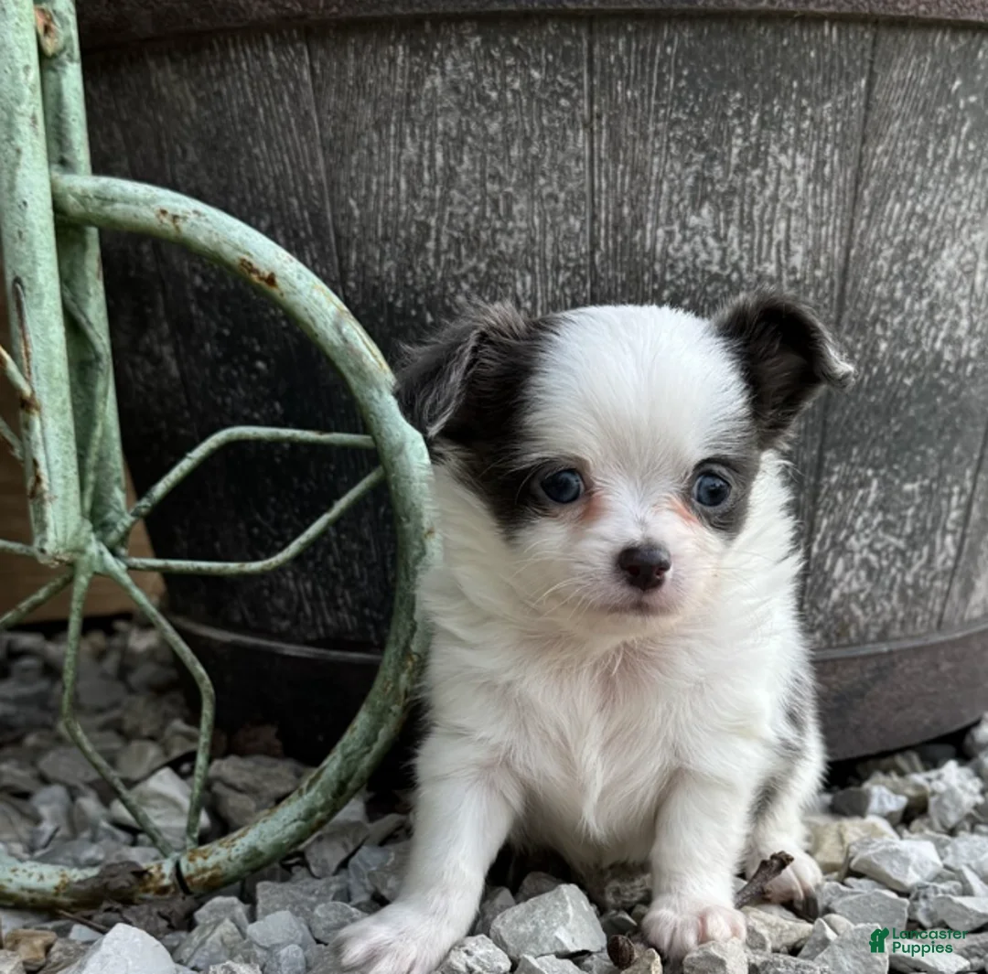 Chihuahua dogs for sale: Chihuahua 2 - Ad 2