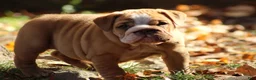 English Bulldog dogs for sale: Buttercup - Ad 9