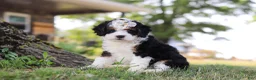Mini Bernedoodle dogs for sale: Chloe - Ad 5