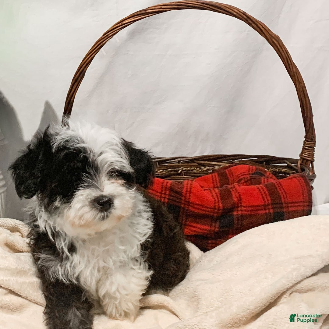 Havanese dogs for sale: Indie - Ad 2