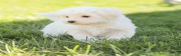 Maltese dogs for sale: Butch - Ad 4