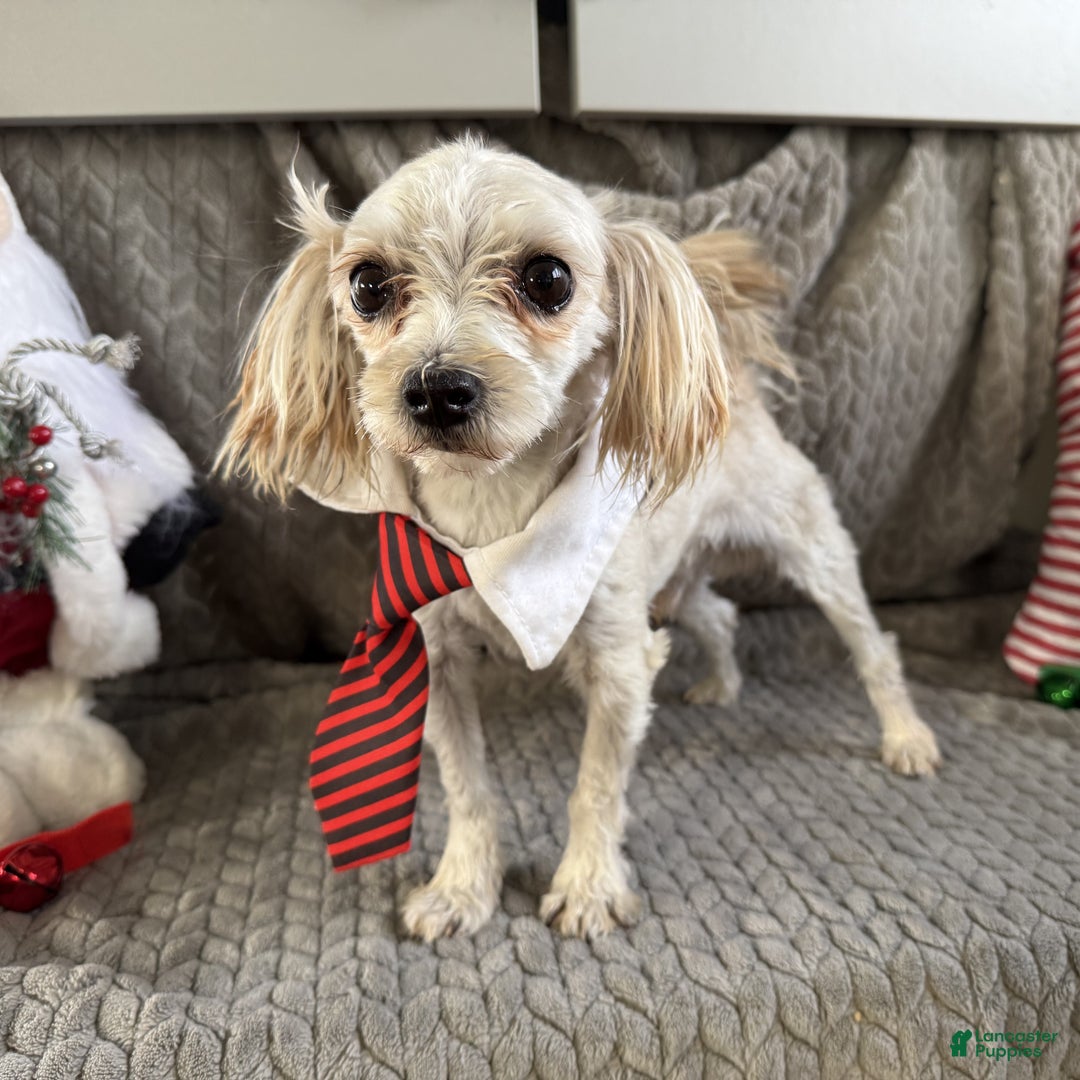 Morkie dogs for sale: Austin  - Ad 4