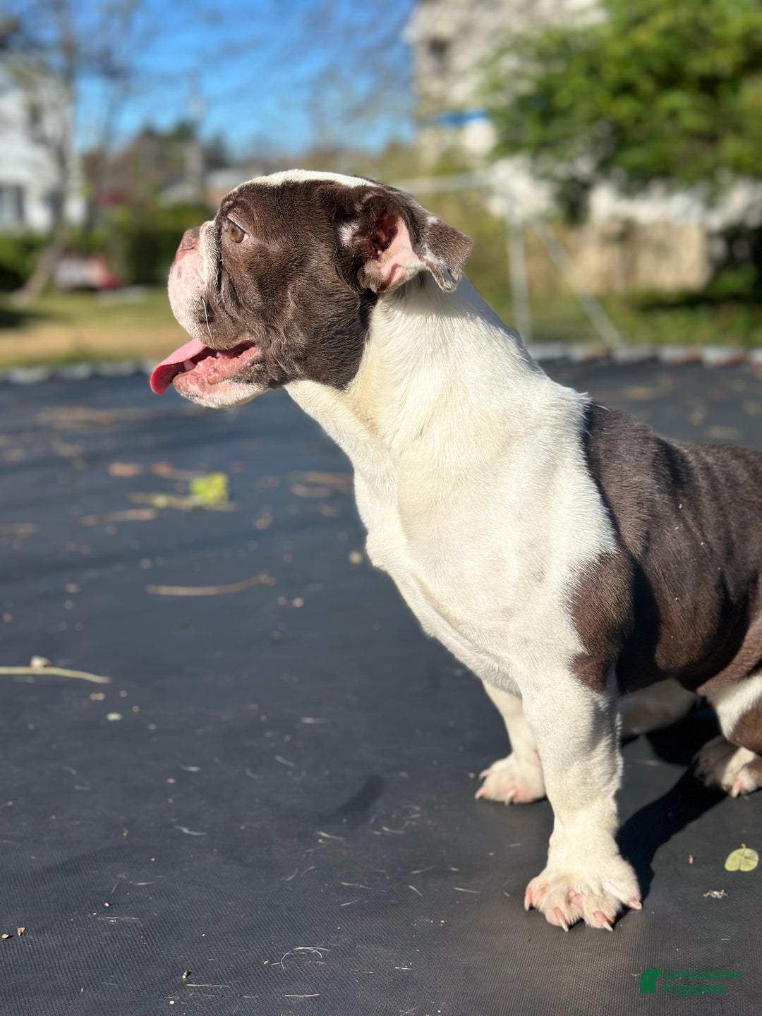 English Bulldog dogs for sale: English Bulldog Puppy 2 - Ad 2