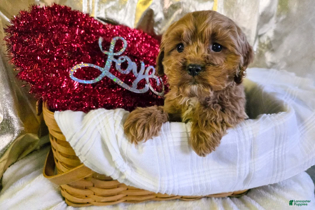 Cockapoo dogs for sale: Fido - Ad 1