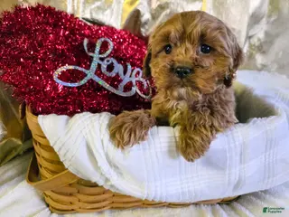 Cockapoo dogs Fido - Ad 6