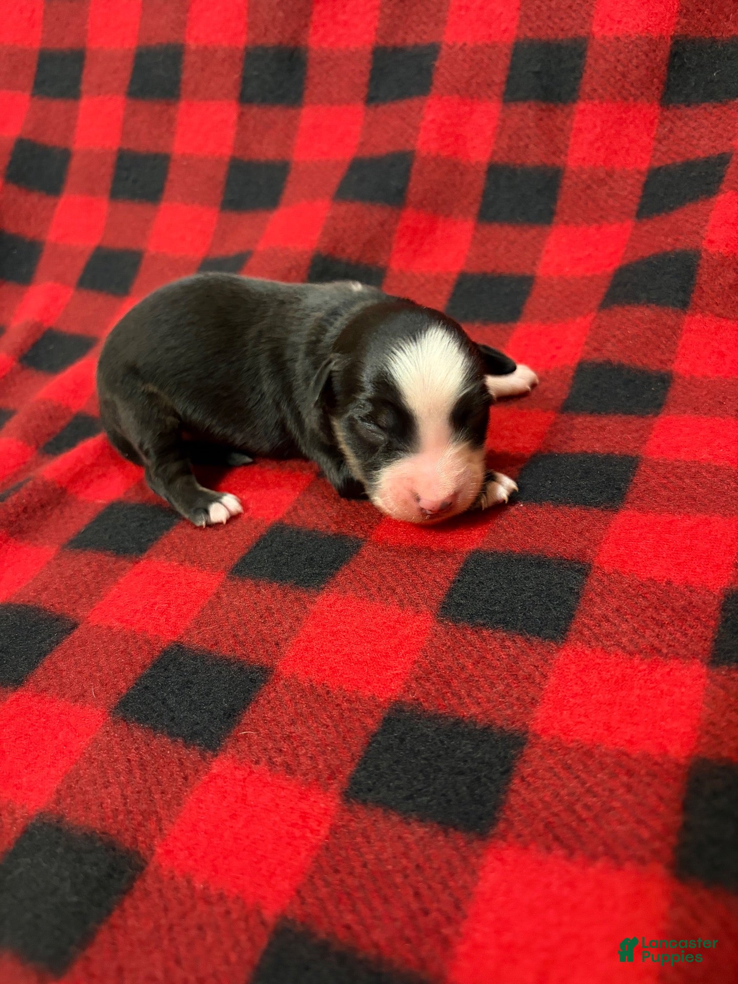 Australian Shepherd dogs for sale: Australian Shepherd 2 - Ad 26