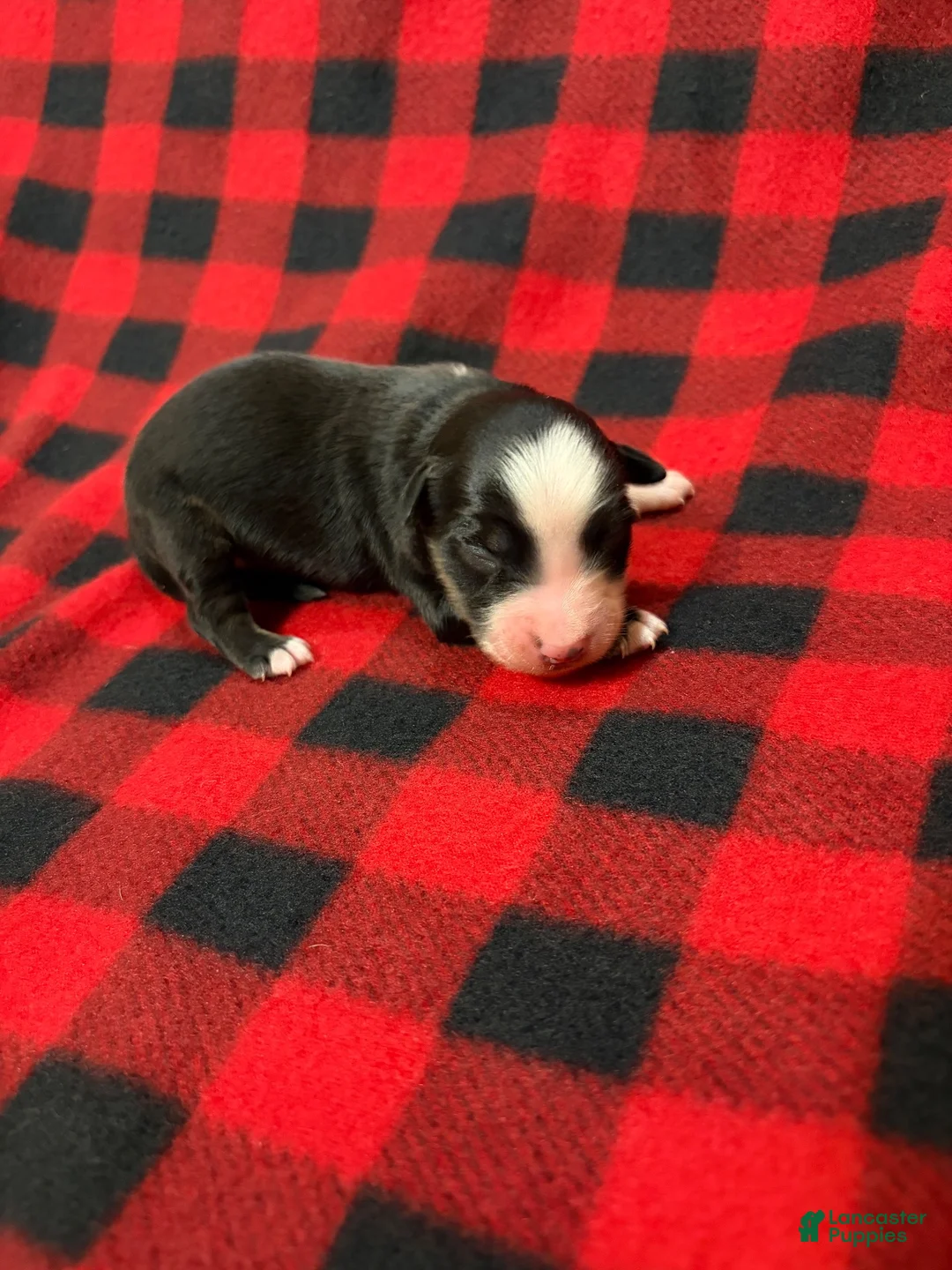 Australian Shepherd dogs for sale: Australian Shepherd 2 - Ad 1