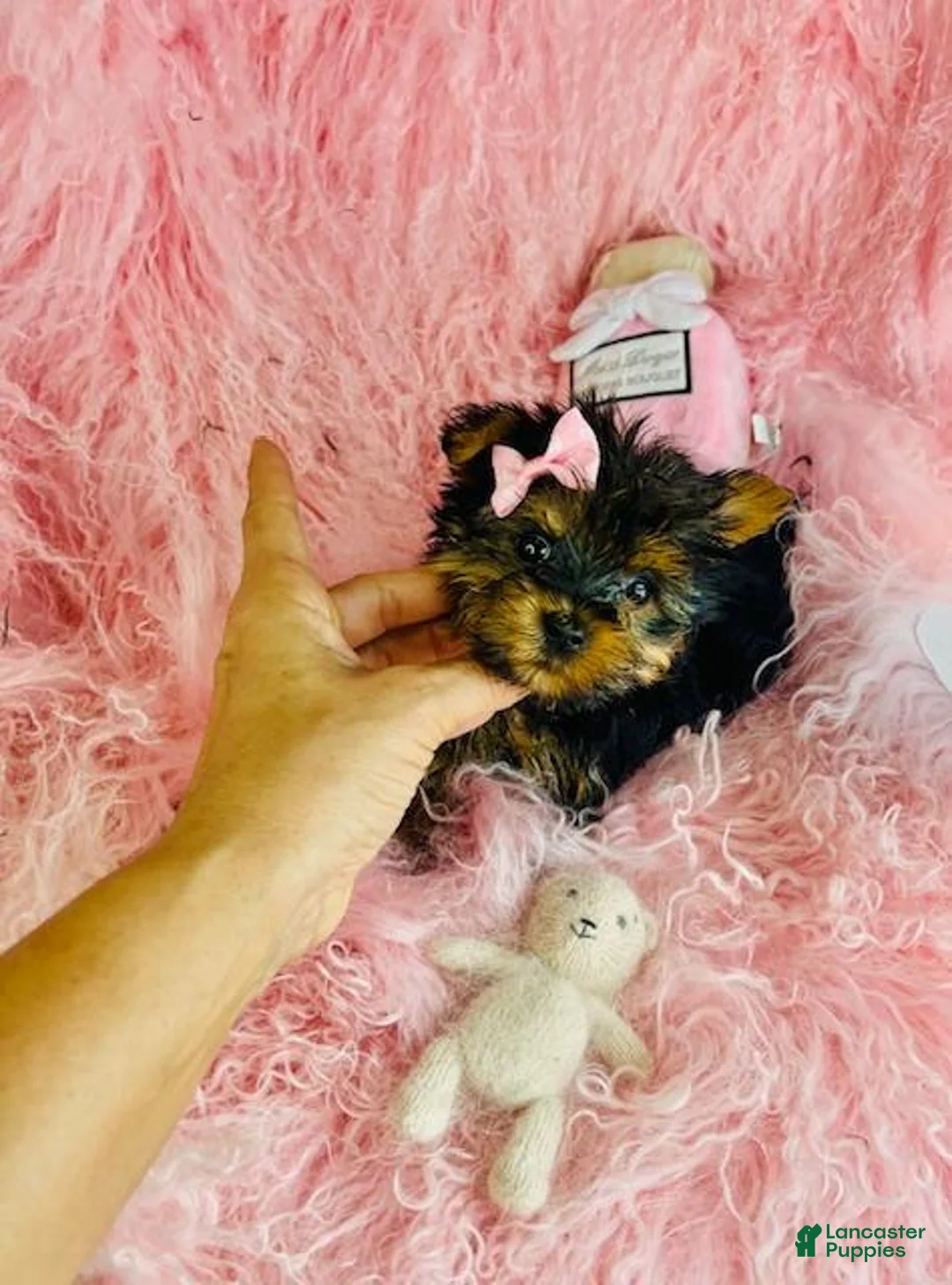 Yorkshire Terrier dogs for sale: Yorkshire Terrier 1 - Ad 3