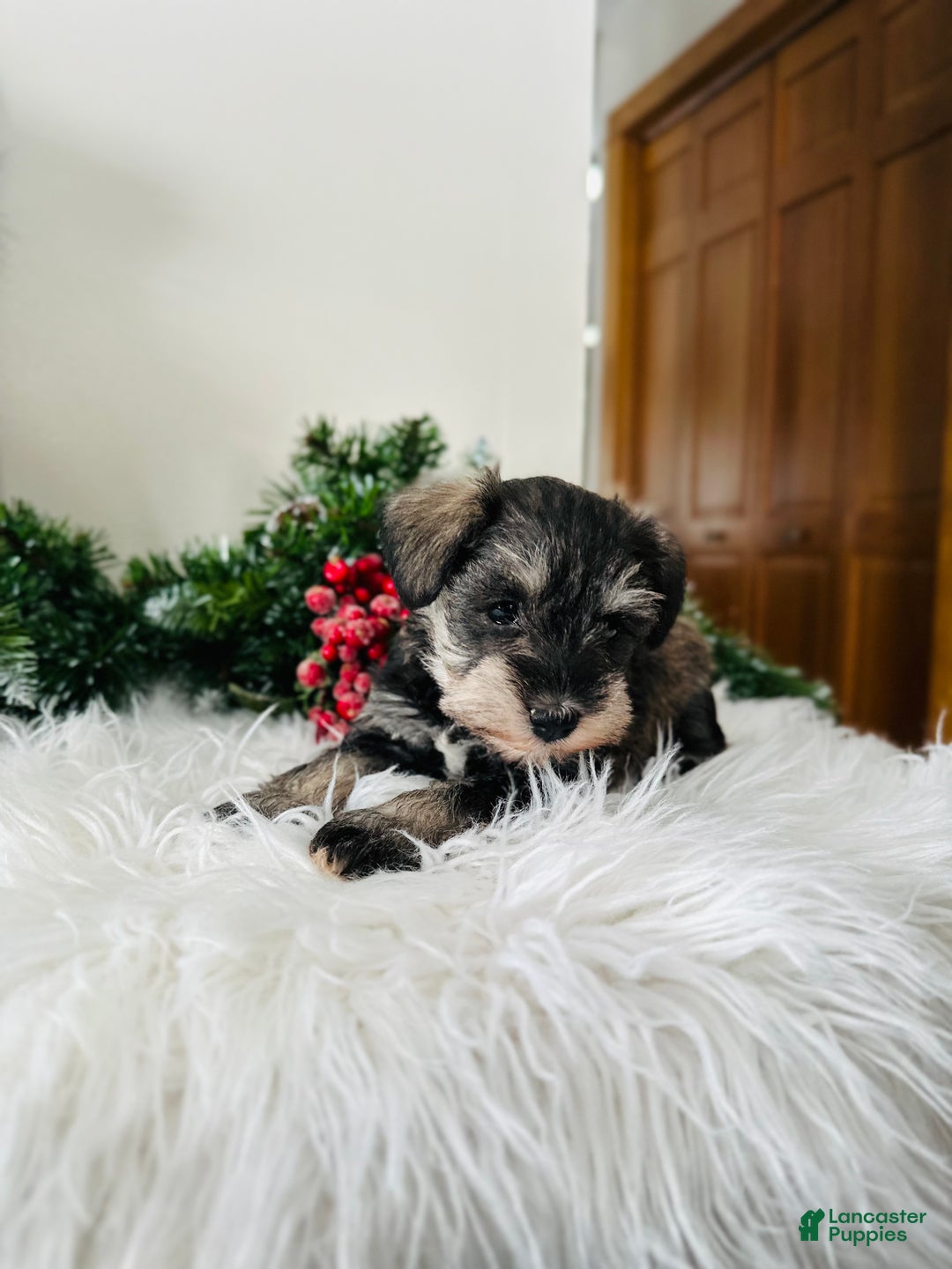 Miniature Schnauzer dogs for sale: Lyla - Ad 5