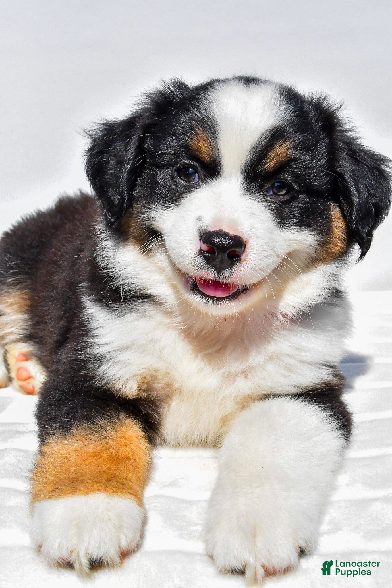 Miniature Australian Shepherd dogs Zoey - Ad 1