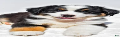 Zoey