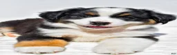 Miniature Australian Shepherd dogs for sale: Zoey - Ad 1