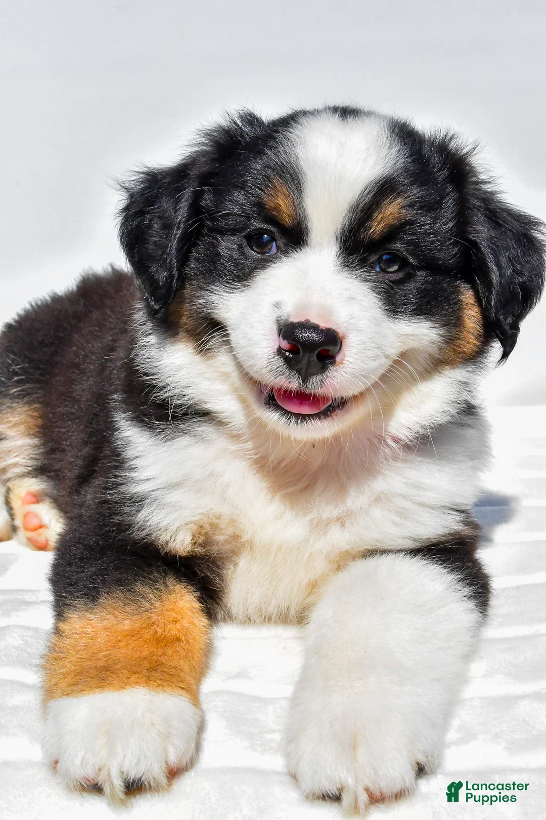 Miniature Australian Shepherd dogs for sale: Zoey - Ad 1