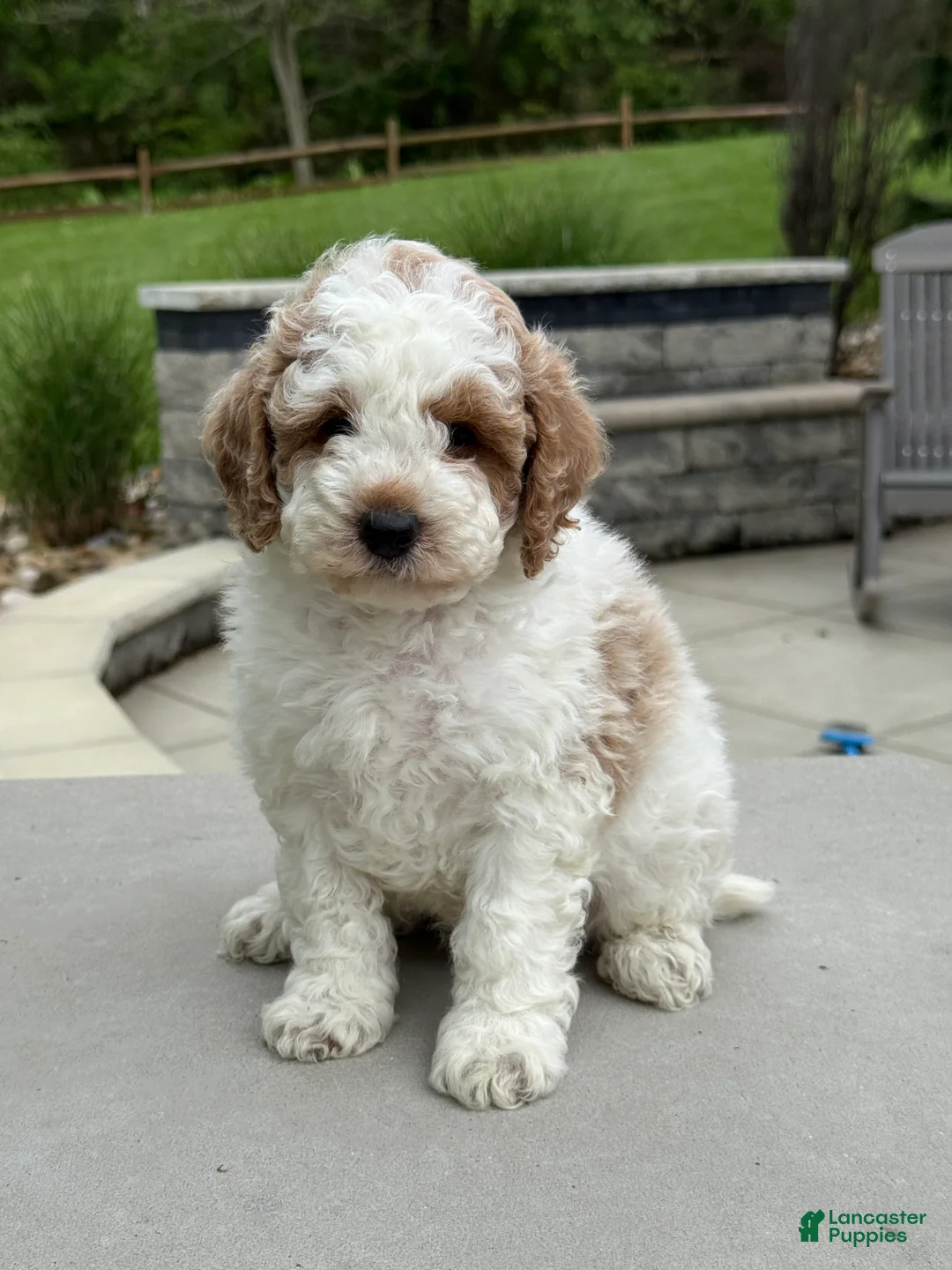 Miniature Poodle dogs for sale: Joey - Ad 2