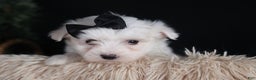 Maltese dogs for sale: ARCHIE - Ad 4