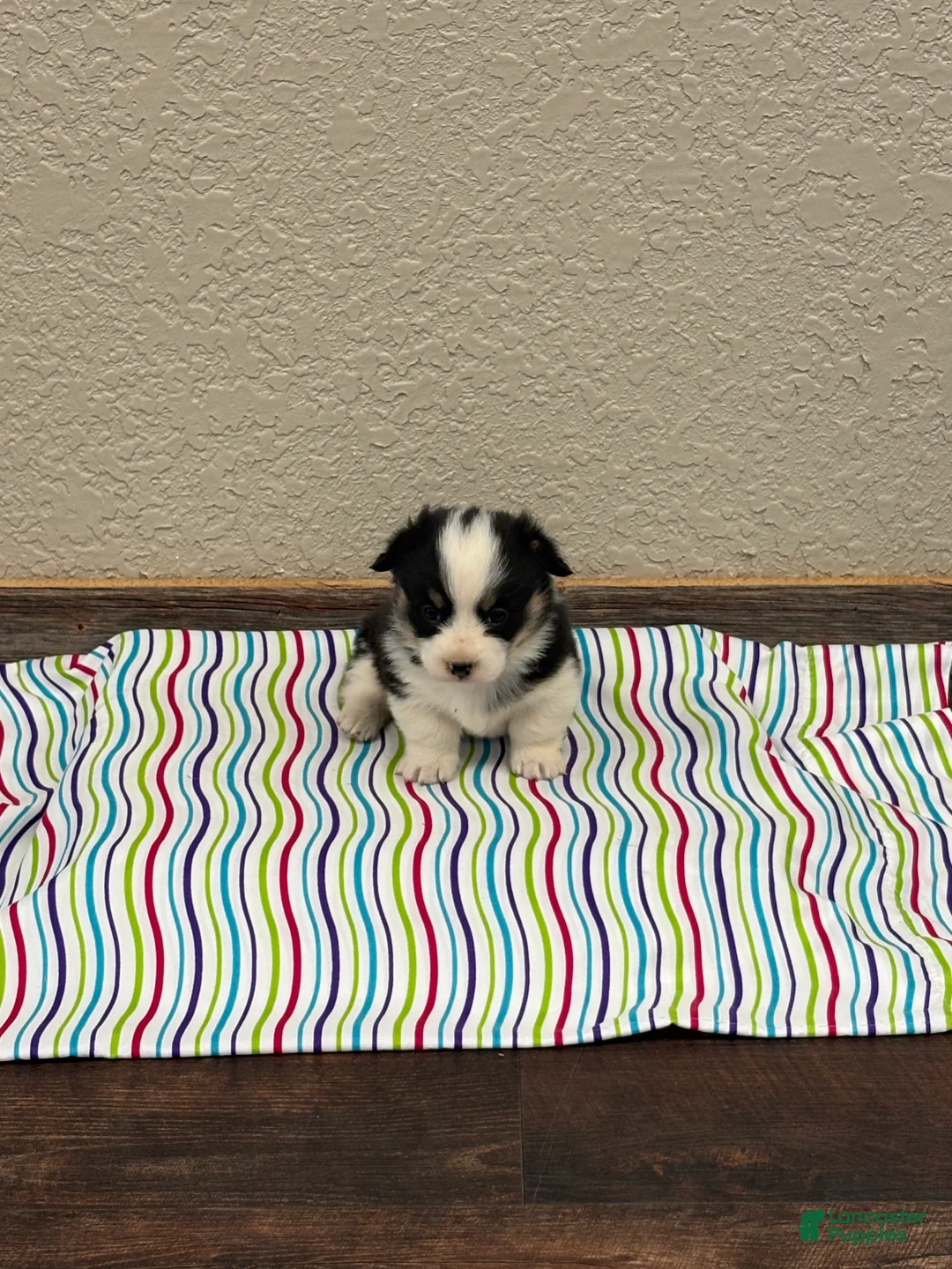 Welsh Corgi Pembroke dogs for sale: Sandy - Ad 3