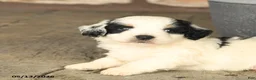 Mini Bernedoodle dogs for sale: Randy - Ad 5