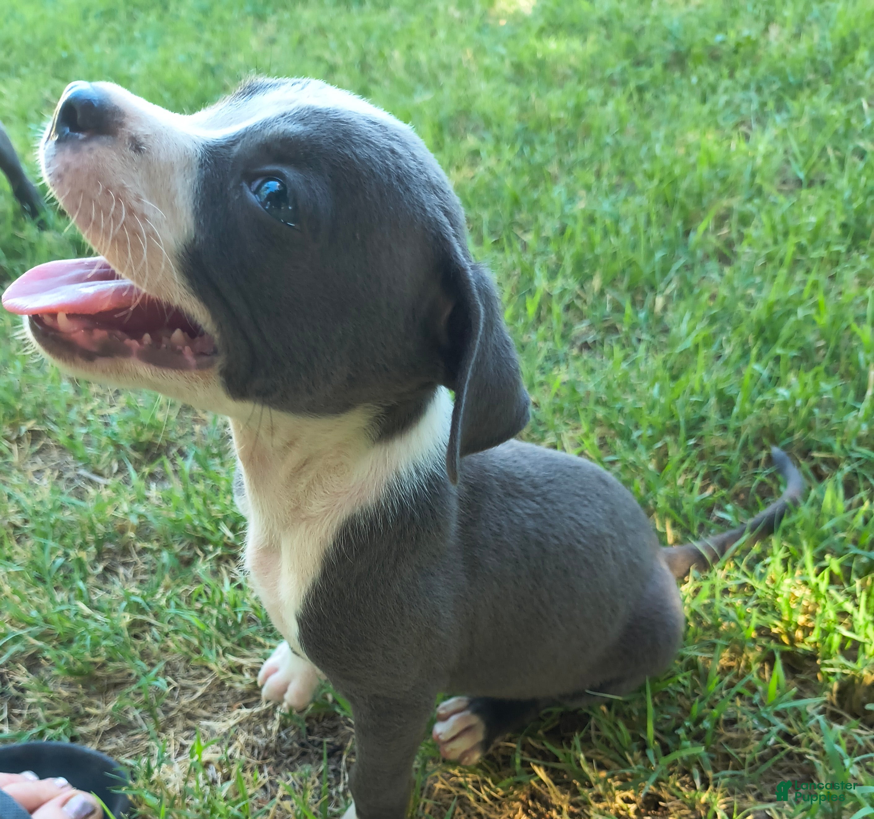 American Pit Bull Terrier dogs Uno - Ad 32