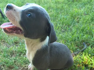 American Pit Bull Terrier dogs Uno - Ad 19